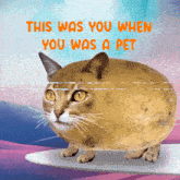 a picture of a cat that looks like a potato
