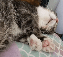 Cat Sleep GIF - Cat Sleep Cute GIFs