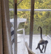 a monkey is standing on a balcony looking out a window
