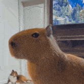 a close up of a capybara looking at the camera with a dog in the background