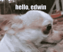 Hello Edwin GIF - Hello Edwin GIFs