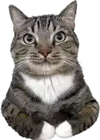 a gray and white cat is looking at the camera with a white background