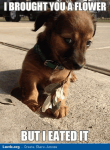 Pup Lol GIF