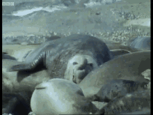 elephant seal running run seal big