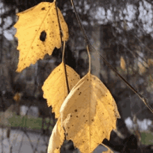 Leaves Yellow GIF - Leaves Yellow Trees GIFs
