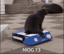 Mog73 Mogcat GIF