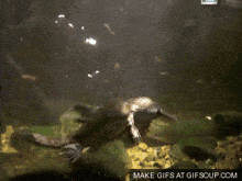 a gif of a platypus swimming in the water with the words make gifs at gifsoup.com