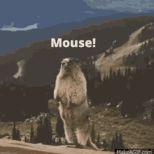 Mouse Noops GIF