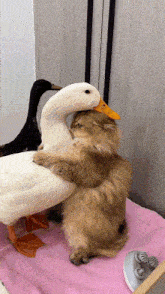Cat Licking GIF - Cat Licking Duck GIFs
