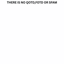 a picture of a man 's face with the words " there is no qtd fotd or sfam " above it