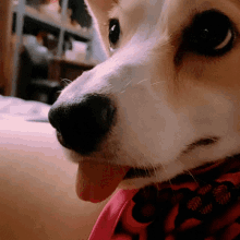 Corgi Puppy GIF - Corgi Puppy Face GIFs