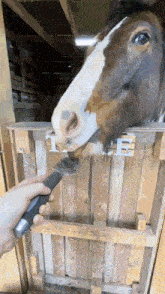 a horse with a knife in its mouth behind a fence with the letter e on it