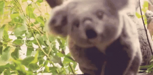 Koala Cute GIF - Koala Cute Koalabear - Discover & Share GIFs