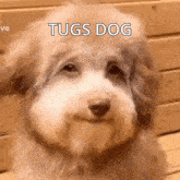 Tugs Dog Dog GIF - Tugs Dog Tugs Dog GIFs