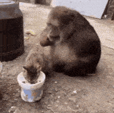 a monkey and a cat are eating out of a bowl