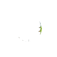 a green apple with a man 's face on it .