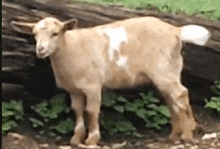a goat with a white spot on its back is standing next to a log .