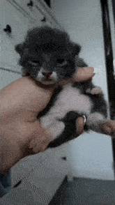 Mika Cat GIF - Mika Cat Meow GIFs