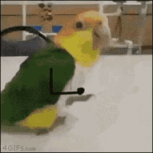 Dancing Bird GIF - Dancing Bird GIFs