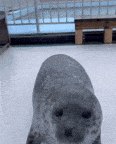 Seal Excited Seal Happy GIF - Seal Excited Seal Happy Seal Jump GIFs