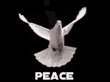 yes peace dove flying