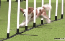 Ouch Dogs GIF - Ouch Dogs Funny Animals GIFs