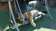 Lazy Tiger GIF