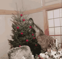 Christmas Emu GIF