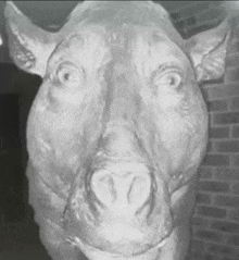 a black and white photo of a statue of a pig 's head .