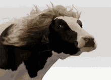 cow cute looking long hair windy