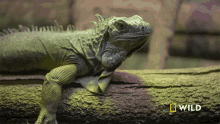 Huh National Geographic GIF - Huh National Geographic Secrets Of The Zoo Down Under GIFs