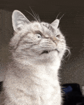Angry Cat GIF
