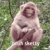 Bruh Sketty Monkey Laugh GIF - Bruh Sketty Sketty Monkey Laugh GIFs