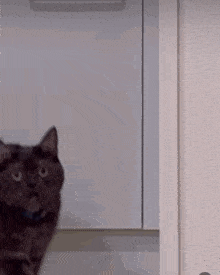 Oh Really Cat GIF - Oh Really Really Cat GIFs