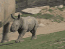 baby rhino rhinoceros