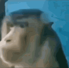 Bigsteppablake Monkey GIF - Bigsteppablake Monkey Confused Monkey GIFs