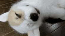 Sleep Mumbles GIF - Dogs Puppies Sleepy GIFs