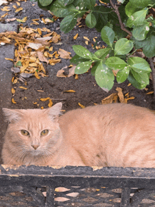 a cat laying on the ground with leaves on the ground
