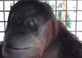 Orangutan Orangutan Nod GIF - Orangutan Orangutan Nod Money Mock GIFs