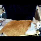 an orange and white cat is laying on a table next to a keyboard