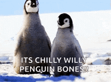 Penguins Gif GIF - Penguins Gif Tumblr GIFs