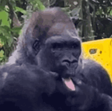 Gorilla Tongue Sticking Out GIF - Gorilla Tongue Sticking Out Tongue Out GIFs