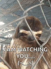 hey baby hey hey there sloth creep