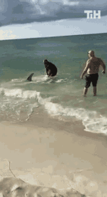 Saving A Shark This Is Happening GIF