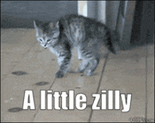 Zilly Silly GIF - Zilly Silly Cat GIFs