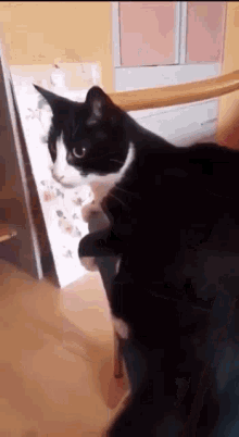 Cat Self Punch GIF - Cat Self Punch Punch GIFs