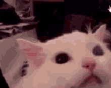 Scream Cat GIF - Scream Cat Loud GIFs