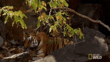 Motherly Love Tiger Cub Escape GIF - Motherly Love Tiger Cub Escape Cleaning Cub GIFs