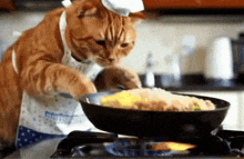 a cat wearing a chef 's hat and apron cooking food in a frying pan
