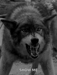 Wolf Show Me GIF